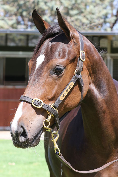Lot 572BAY/BROWN FILLYI Am Invincible x Fastnet Heart click for more