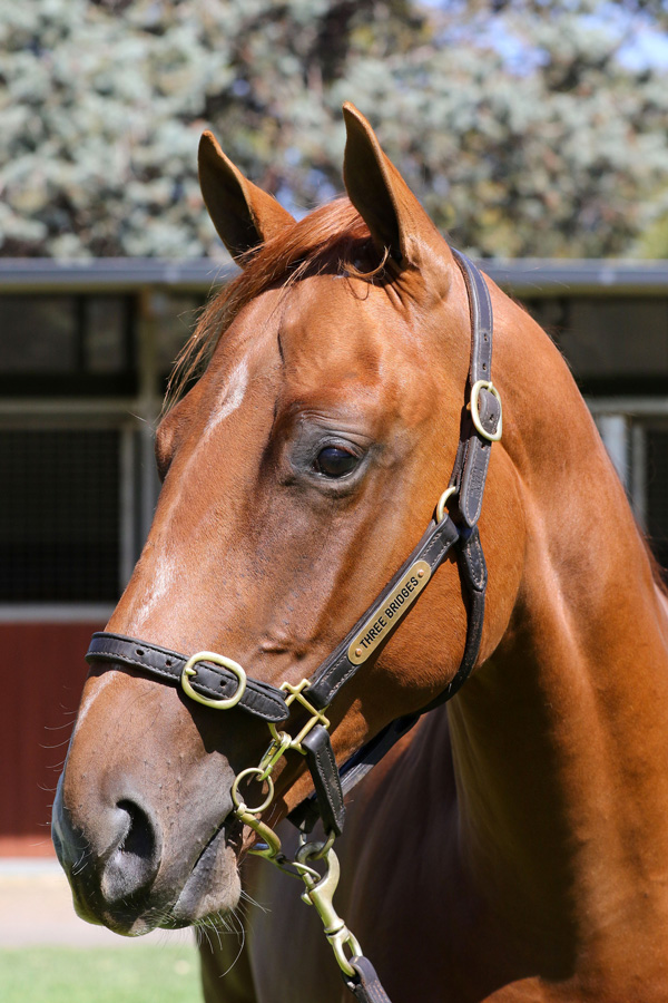 Lot 16CH COLTUnencumbered x Princess Pulse (NZ)click for more