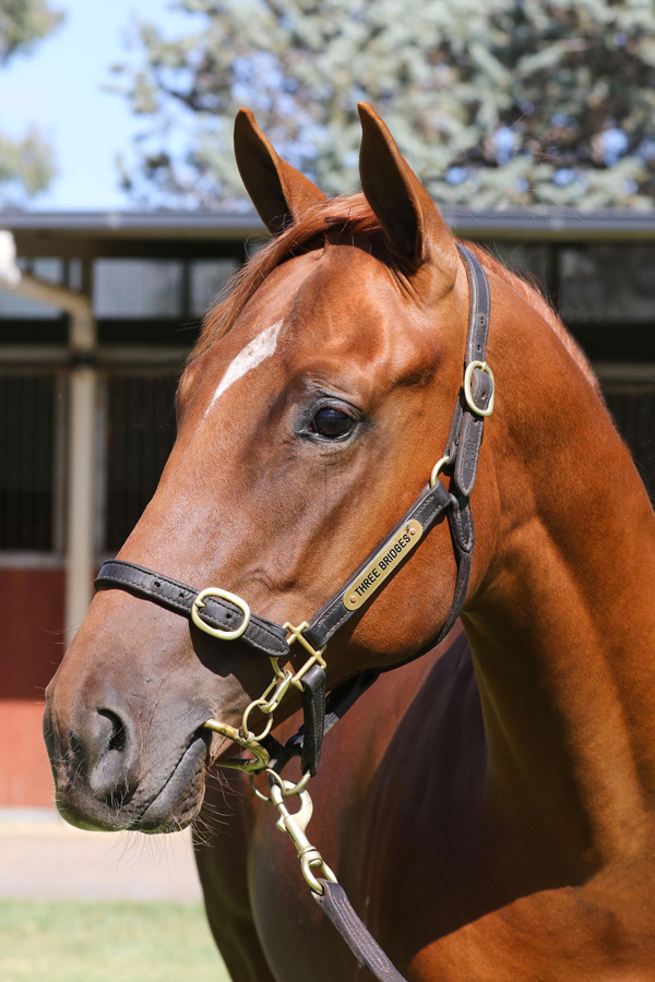 Lot 563CH COLTUnencumbered x Our Spirits Bay (NZ)click for more
