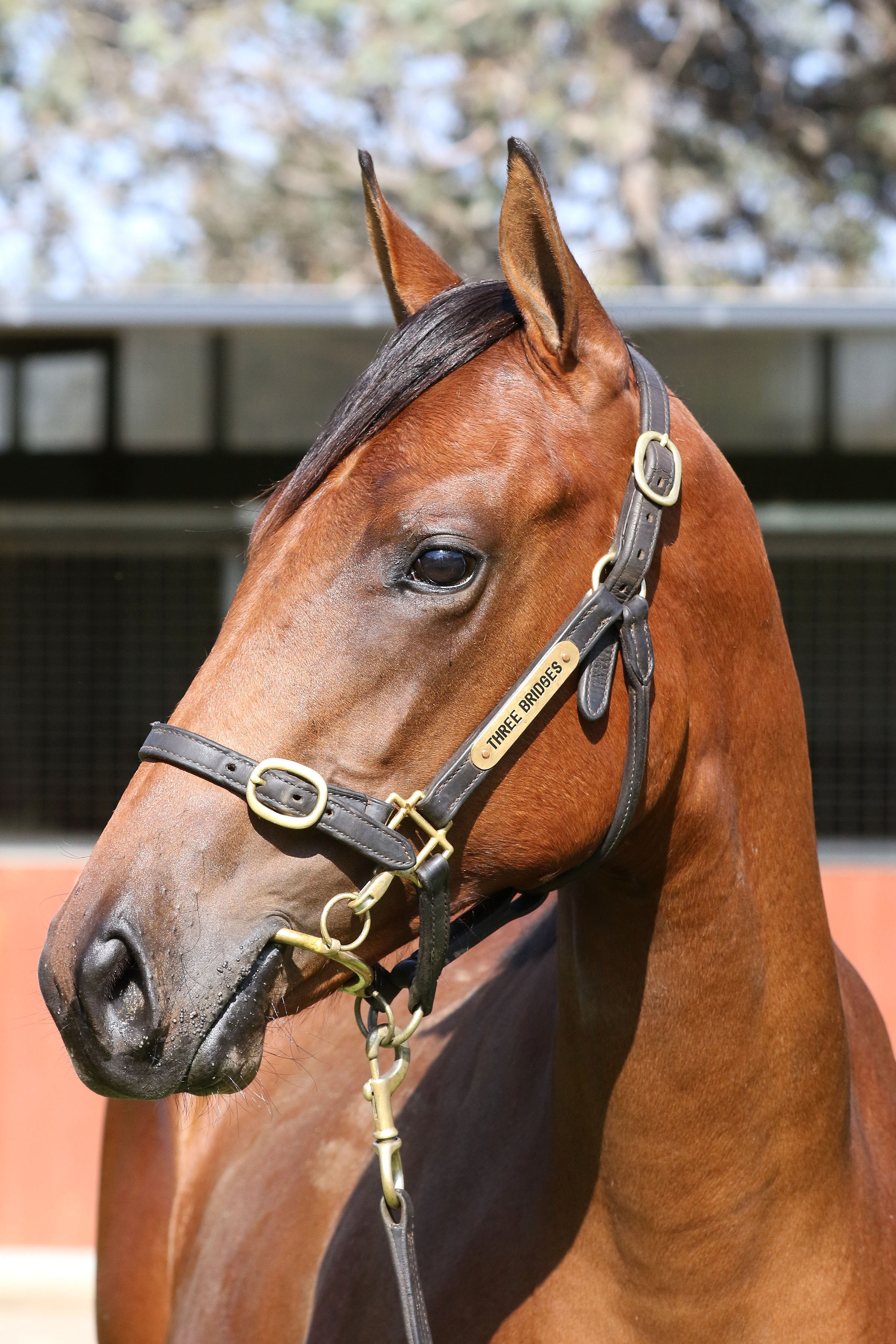 Lot 142BAY FILLYAll Too Hard x Bollinger Rose click for more