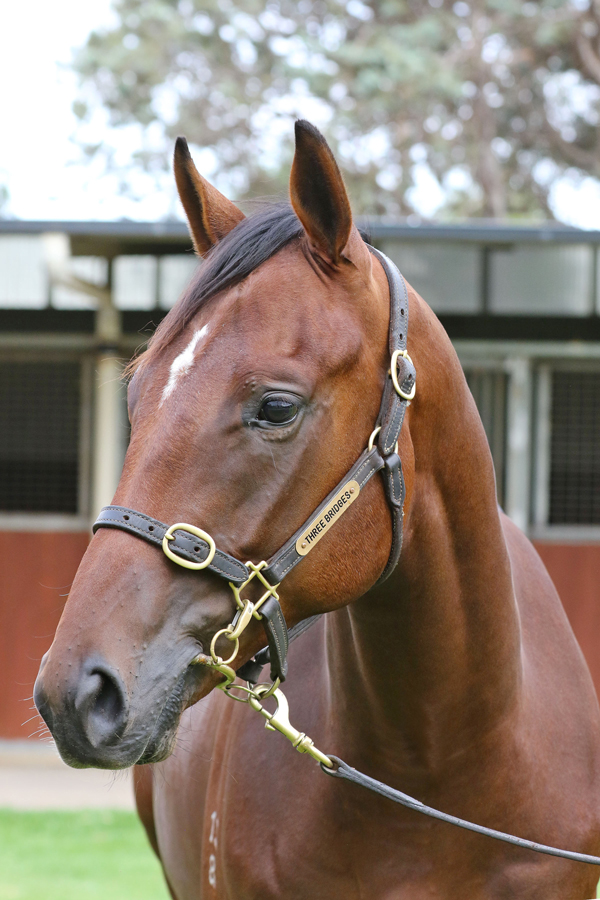 Lot 585BAY ColtWritten Tycoon x Enchanted Dawn (USA)click for more