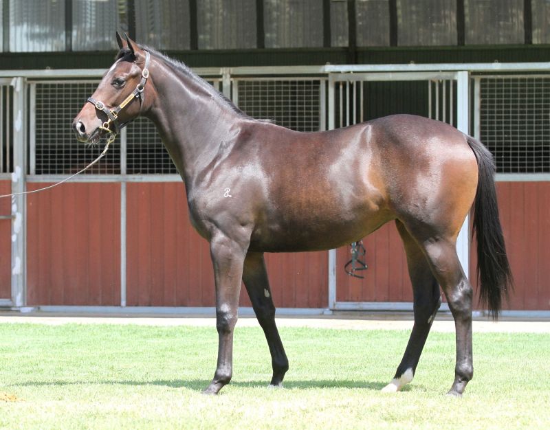 Lot 76Br FillySmart Missile x Checklistclick for more