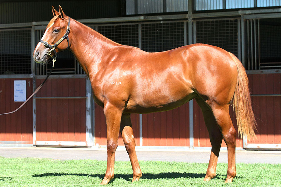 Lot 237Chestnut FillyFrankel (GB) x Chocolicious (SAF)click for more