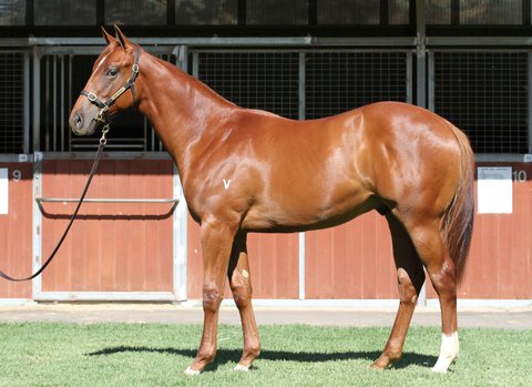 Lot 37Chestnut ColtAll Too Hard x Attunga Roseclick for more