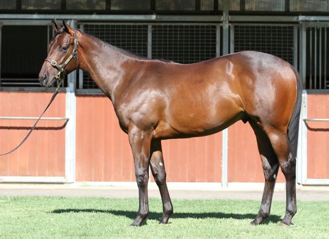 Lot 727Bay ColtPierro x With Loveclick for more